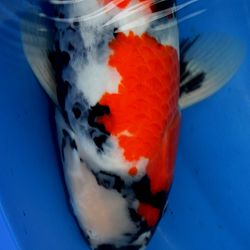 Sekiguchi Showa, 1 jaar later: afbeelding 6