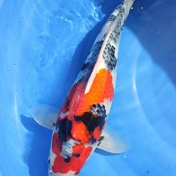 Sekiguchi Showa, 1 jaar later: afbeelding 7