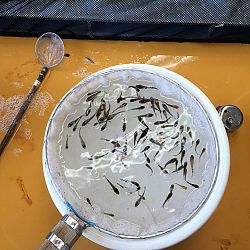 Senbetsu bij Momotaro Koi Farm: afbeelding 1