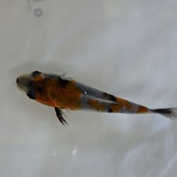 Senbetsu bij Momotaro Koi Farm: afbeelding 2