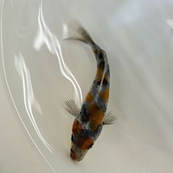 Senbetsu bij Momotaro Koi Farm: afbeelding 3