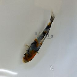 Senbetsu bij Momotaro Koi Farm: afbeelding 4