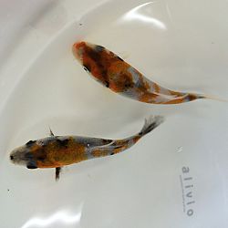 Senbetsu bij Momotaro Koi Farm: afbeelding 5