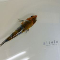 Senbetsu bij Momotaro Koi Farm: afbeelding 6