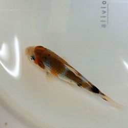 Senbetsu bij Momotaro Koi Farm: afbeelding 8
