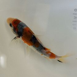 Senbetsu bij Momotaro Koi Farm: afbeelding 9