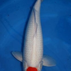 Shinkokai 2011: afbeelding 1