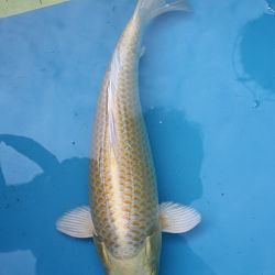 Shinkokai 2011: afbeelding 5
