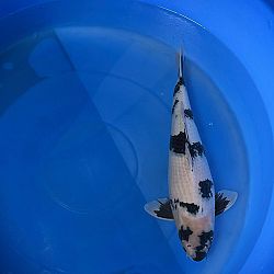 Succes op de Dainichi veiling: afbeelding 3