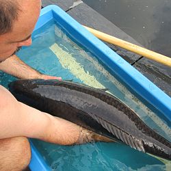 Symbool van geluk te koop: afbeelding 2
