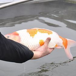 Takigawa evolueren goed: afbeelding 1