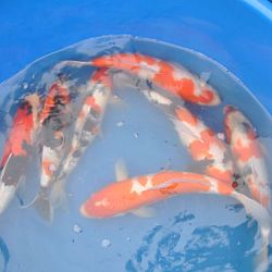 Takigawa evolueren goed: afbeelding 2