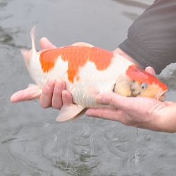 Takigawa evolueren goed: afbeelding 3