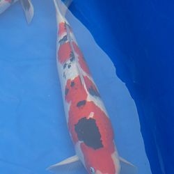 Tancho Weekend 13-14 juni: afbeelding 2