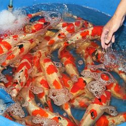 Tategoi selectie door Momotaro koi farm: afbeelding 1