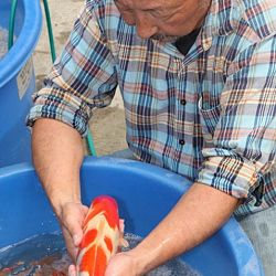 Tategoi selectie door Momotaro koi farm: afbeelding 3