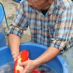 Tategoi selectie door Momotaro koi farm: afbeelding 4