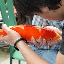 Tategoi selectie door Momotaro koi farm: afbeelding 5