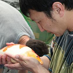 Tategoi selectie door Momotaro koi farm: afbeelding 6