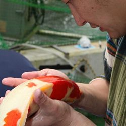 Tategoi selectie door Momotaro koi farm: afbeelding 7