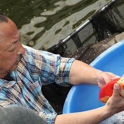 Tategoi selectie door Momotaro koi farm: afbeelding 8