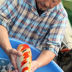 Tategoi selectie door Momotaro koi farm: afbeelding 9
