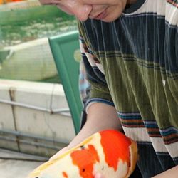 Tategoi selectie door Momotaro koi farm: afbeelding 10