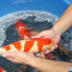Tategoi selectie door Momotaro koi farm: afbeelding 11
