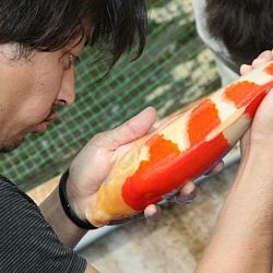 Tategoi selectie door Momotaro koi farm: afbeelding 12
