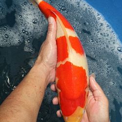 Tategoi selectie door Momotaro koi farm: afbeelding 13
