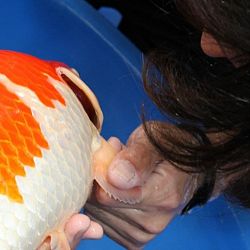 Tategoi selectie door Momotaro koi farm: afbeelding 14