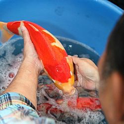 Tategoi selectie door Momotaro koi farm: afbeelding 15