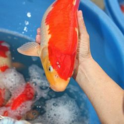 Tategoi selectie door Momotaro koi farm: afbeelding 16