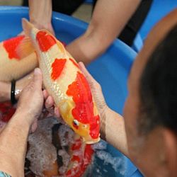 Tategoi selectie door Momotaro koi farm: afbeelding 17