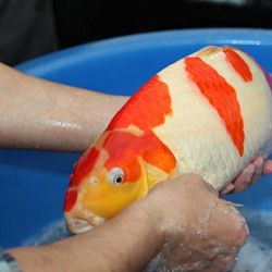 Tategoi selectie door Momotaro koi farm: afbeelding 18