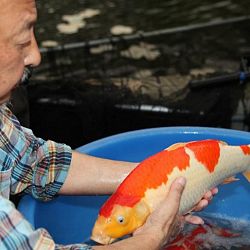 Tategoi selectie door Momotaro koi farm: afbeelding 19