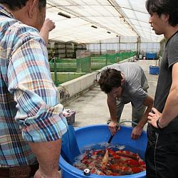 Tategoi selectie door Momotaro koi farm: afbeelding 20