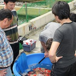 Tategoi selectie door Momotaro koi farm: afbeelding 21