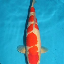 Tategoi selectie door Momotaro koi farm: afbeelding 22