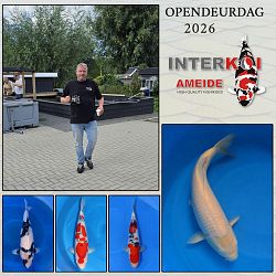 The day after: afbeelding 15