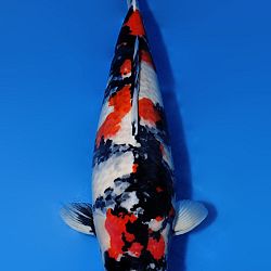 Thuis na acht dagen Japan: afbeelding 6