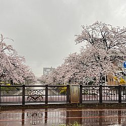 Thuis na acht dagen Japan: afbeelding 10