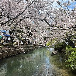 Thuis na acht dagen Japan: afbeelding 11