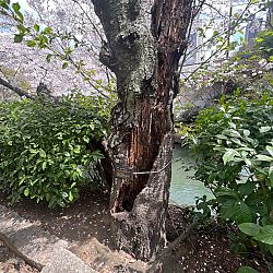 Thuis na acht dagen Japan: afbeelding 19