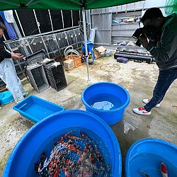 Thuis na acht dagen Japan: afbeelding 20
