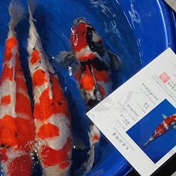 Toch weer mooi...: afbeelding 4