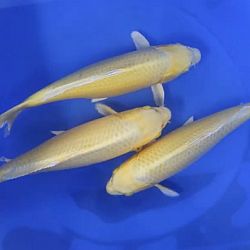 Topkwaliteit koi in de bowl: afbeelding 2