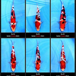 Tosai Momotaro veiling 19-20 februari: afbeelding 11
