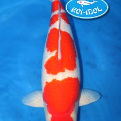 Uitslag Koi-Idol 2013: afbeelding 2