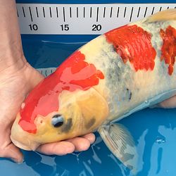 Update enkele koi Jelle: afbeelding 1
